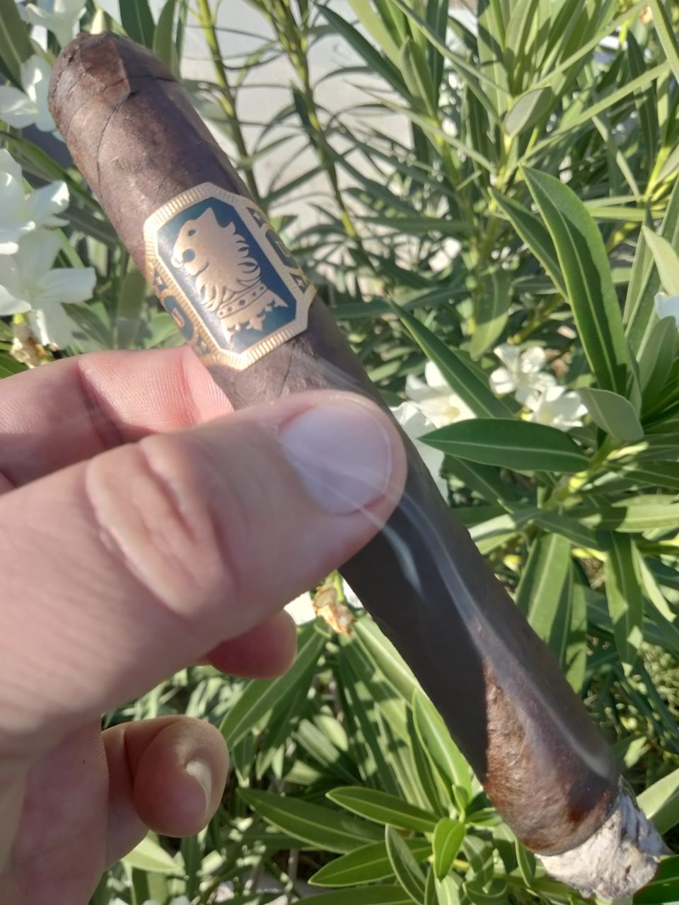 Cigar photo